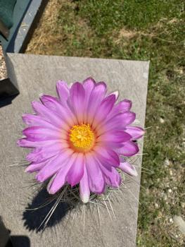Thelocactus bolaensis